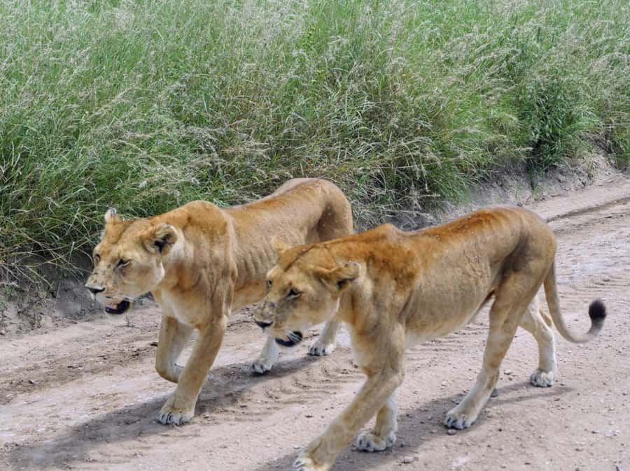 From Nairobi: 7 Days Masai Mara, Nakuru, and Amboseli Safari - The vehicle, guide, and group setup