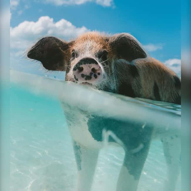 From Nassau: Swim with Pigs Safari - A two-hour Bahamas sea safari from downtown Nassau
