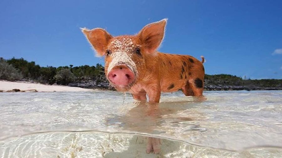 From Nassau: Swim with Pigs Safari - Pig Beach and the famous swimming pigs