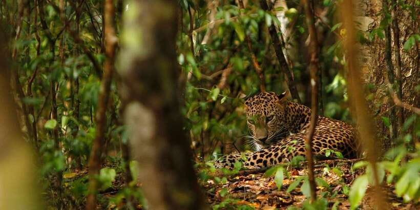 From Negombo: Wilpattu National Park Safari Guided Day Tour - Should you book the Wilpattu day trip?