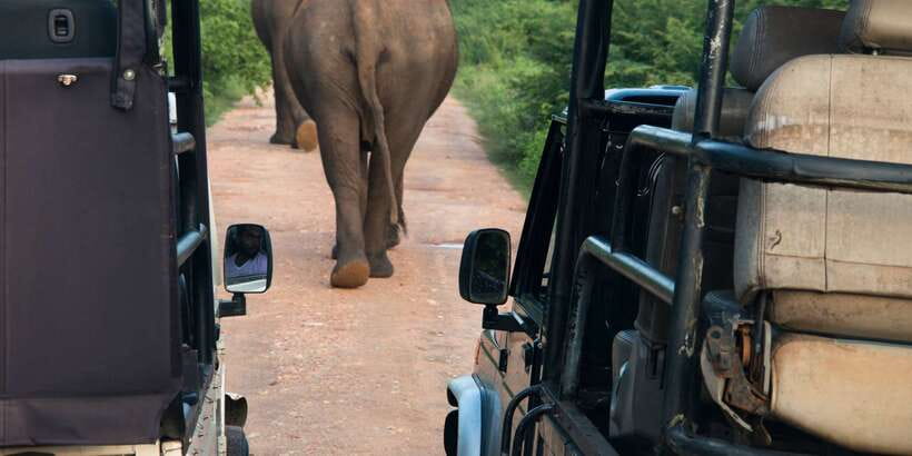 From Negombo: Wilpattu National Park Safari Guided Day Tour - The long road from Negombo to Wilpattu