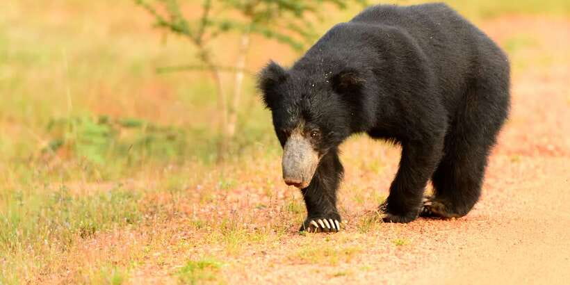 From Negombo: Wilpattu National Park Safari Guided Day Tour - Lunch at Puttalam and the real cost