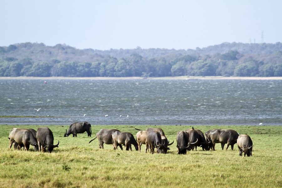 From Negombo: Wilpattu National Park Safari Guided Day Tour - Practical booking advice