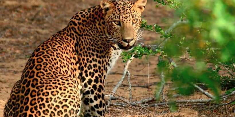 From Negombo: Wilpattu National Park Safari Guided Day Tour - What makes Wilpattu different