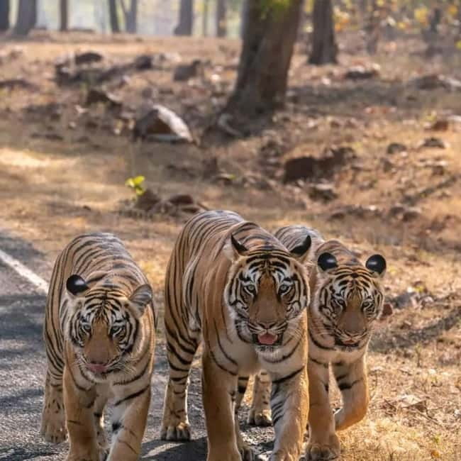 From Ranthambore: Official Tiger Safari in Canter With Guide - What the $27 Ranthambore safari really offers