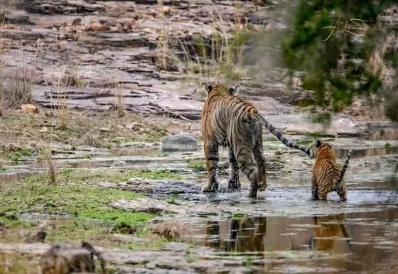 From Ranthambore: Official Tiger Safari in Canter With Guide - Zones 1 to 5 are the key decision
