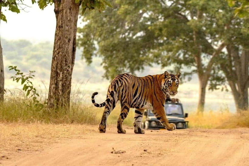 From Ranthambore: Official Tiger Safari in Canter With Guide - The Canter tradeoff: price versus peace and quiet