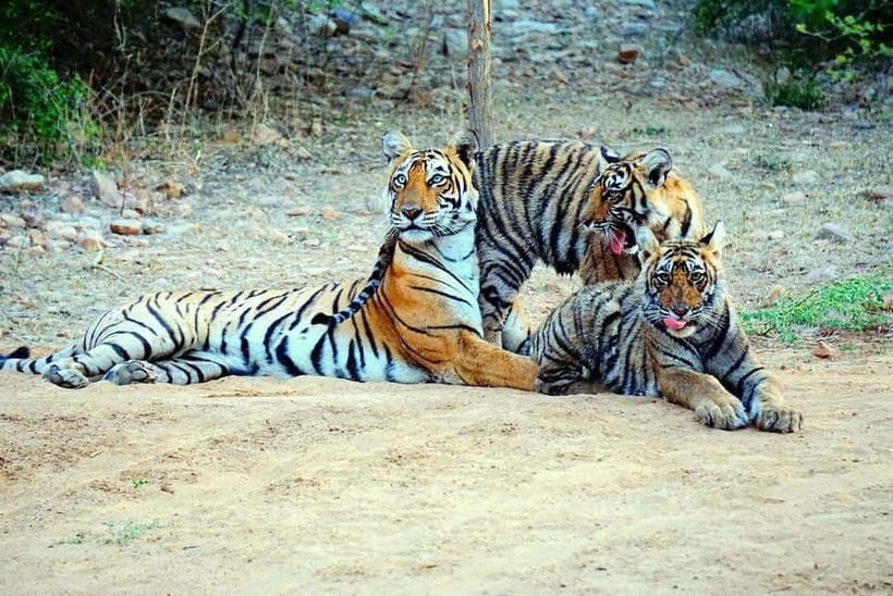 From Ranthambore: Official Tiger Safari in Canter With Guide - What the guide service is like