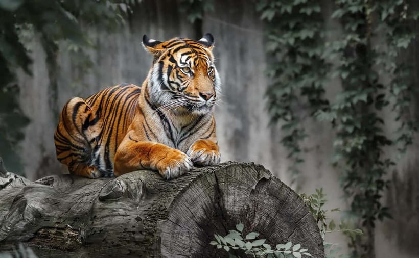 From Ranthambore: Official Tiger Safari in Canter With Guide - Cancellation, passport checks, and availability