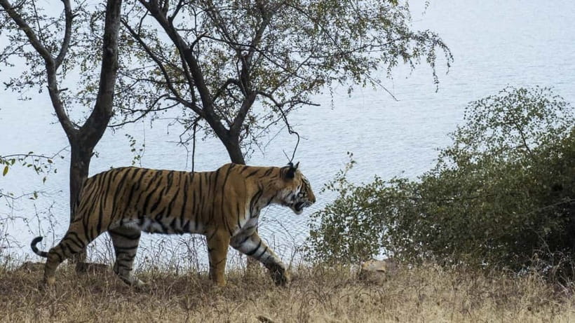 From Ranthambore: Official Tiger Safari in Canter With Guide - Who should book this safari?