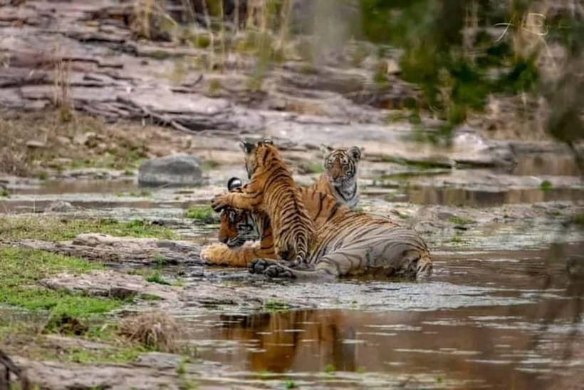 From Ranthambore: Official Tiger Safari in Canter With Guide - Three hours inside Ranthambore National Park