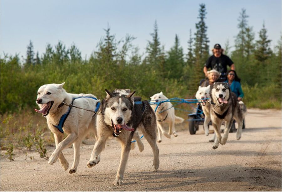 From Rovaniemi: Autumn Husky Safari Adventure - Riding a team through the autumn forest