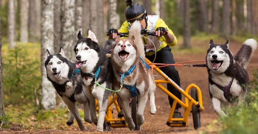 From Rovaniemi: Autumn Husky Safari Adventure - Learning how a sled-dog team works