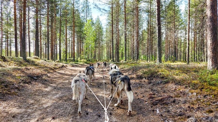 From Rovaniemi: Autumn Husky Safari Adventure - Should you book the Autumn Husky Safari?