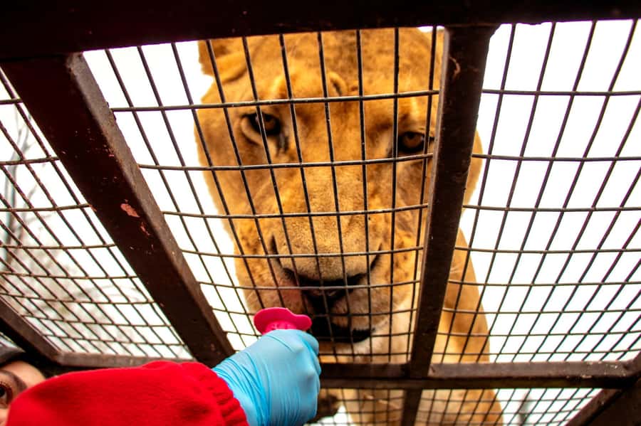 From Santiago: Safari Park, a wild experience - What the $111 day from Santiago really includes