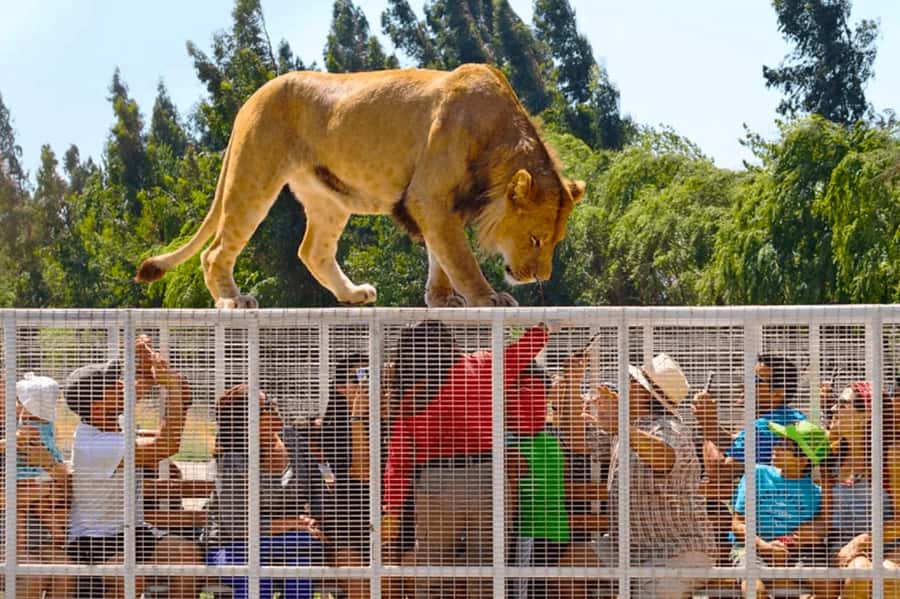 From Santiago: Safari Park, a wild experience - Starting with a Chilean countryside breakfast
