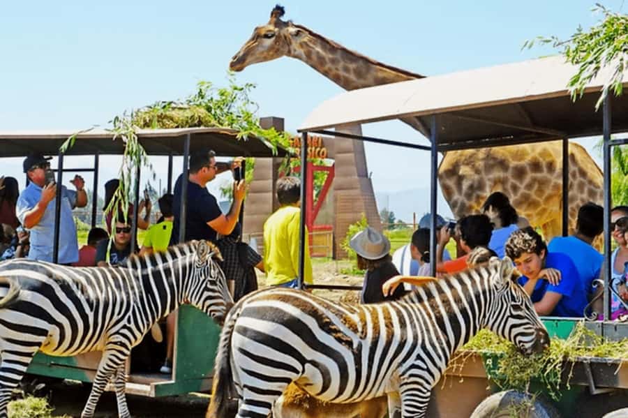 From Santiago: Safari Park, a wild experience - The park’s rehabilitation work