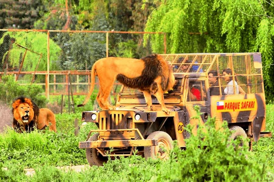 From Santiago: Safari Park, a wild experience - Timing, comfort, and practical concerns