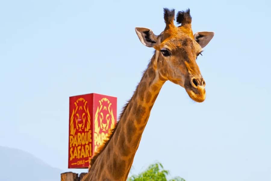 From Santiago: Safari Park, a wild experience - Who will enjoy this day most