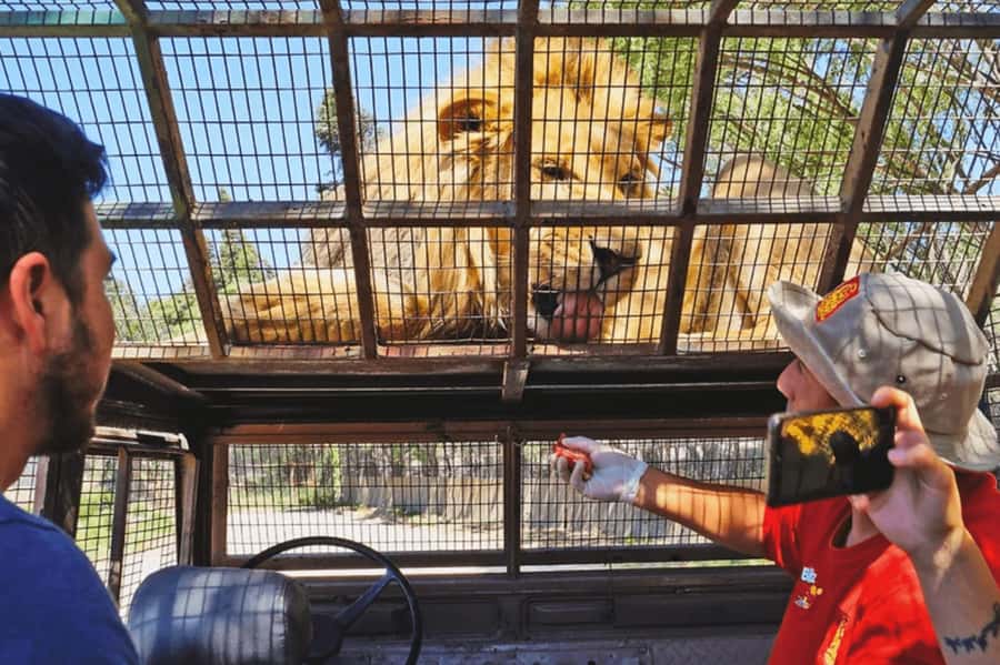 From Santiago: Safari Park, a wild experience - Getting from Santiago to Chile Safari Park