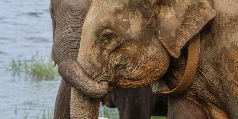 From Sigiriya Hurulu Eco Park ElephantSafari ticket included - Key points at a glance