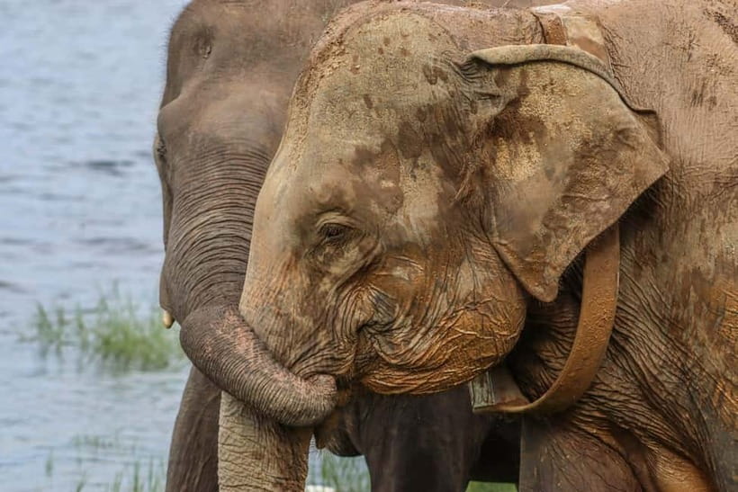 From Sigiriya Hurulu Eco Park ElephantSafari ticket included - Why Hurulu’s elephants are the real attraction