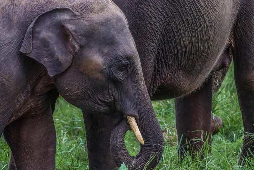 From Sigiriya Hurulu Eco Park ElephantSafari ticket included - What the jeep ride is really like