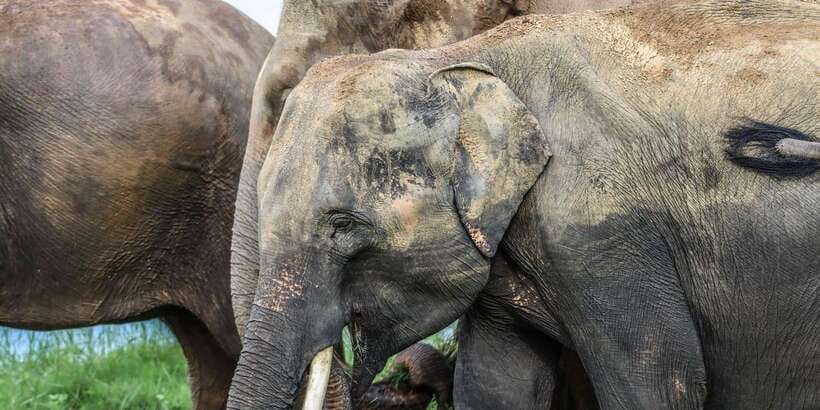 From Sigiriya Hurulu Eco Park ElephantSafari ticket included - When elephant numbers change