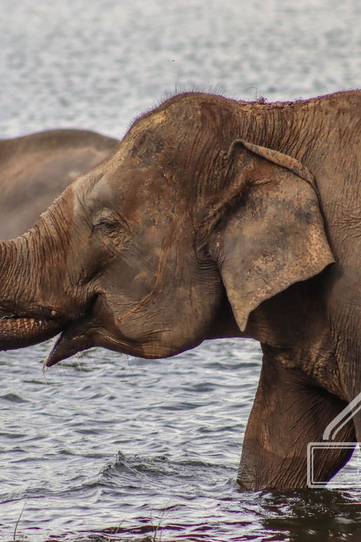 From Sigiriya Hurulu Eco Park ElephantSafari ticket included - Rules that protect the animals and your safari