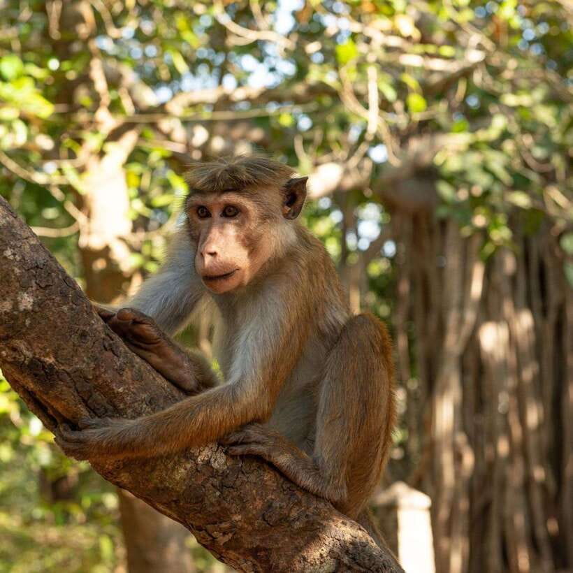 From Sigiriya : Hurulu Eco Park Safari : All Inclusive - Leaving Sigiriya for Hurulu Eco Park