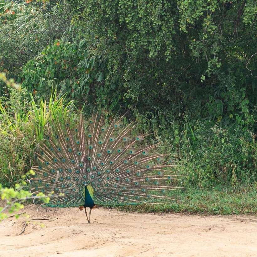 From Sigiriya : Hurulu Eco Park Safari : All Inclusive - More than elephants: birds and smaller wildlife