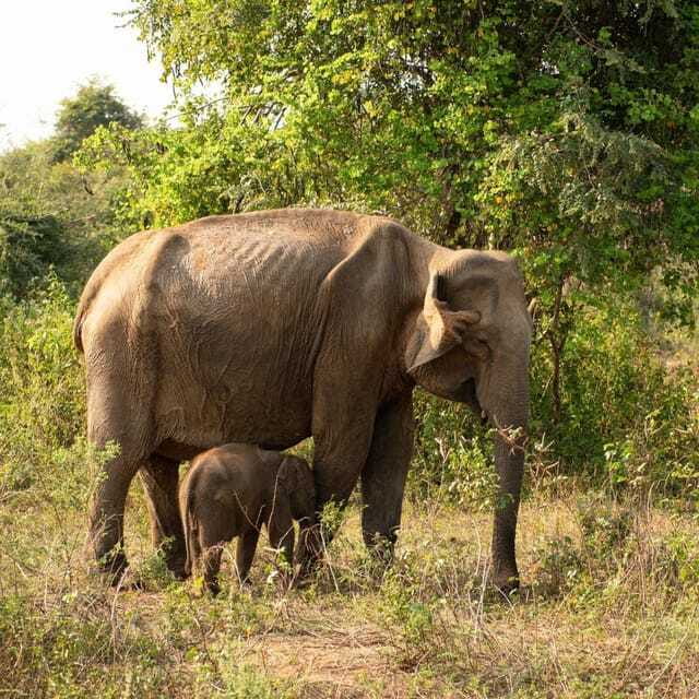 From Sigiriya : Hurulu Eco Park Safari : All Inclusive - How the guide shapes the morning