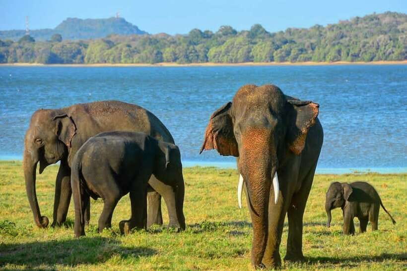 From Sigiriya: Minneriya National Park Elephant Safari - Who will enjoy this safari most