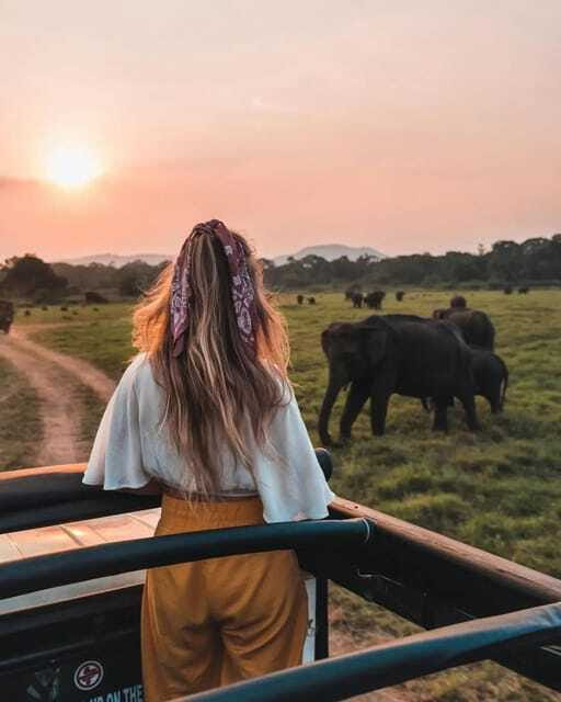 From Sigiriya: Minneriya National Park Elephant Safari - The park swap can improve your safari