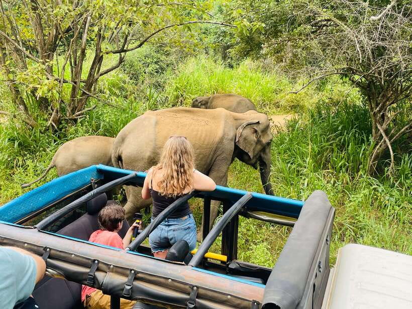 From Sigiriya: Minneriya National Park Private Jeep Safari - Minneriya Tank and the best elephant moments