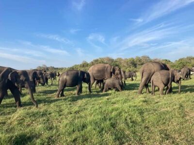 Minneriya National Park Private Jeep Safari