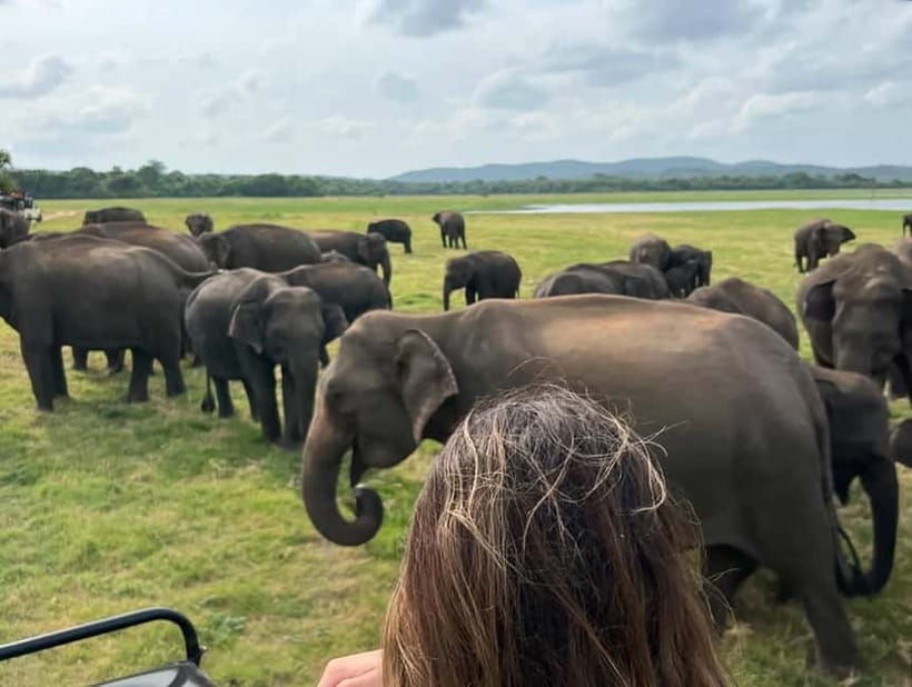 From Sigiriya: Minneriya National Park Private Jeep Safari - Price, park fees, and real value