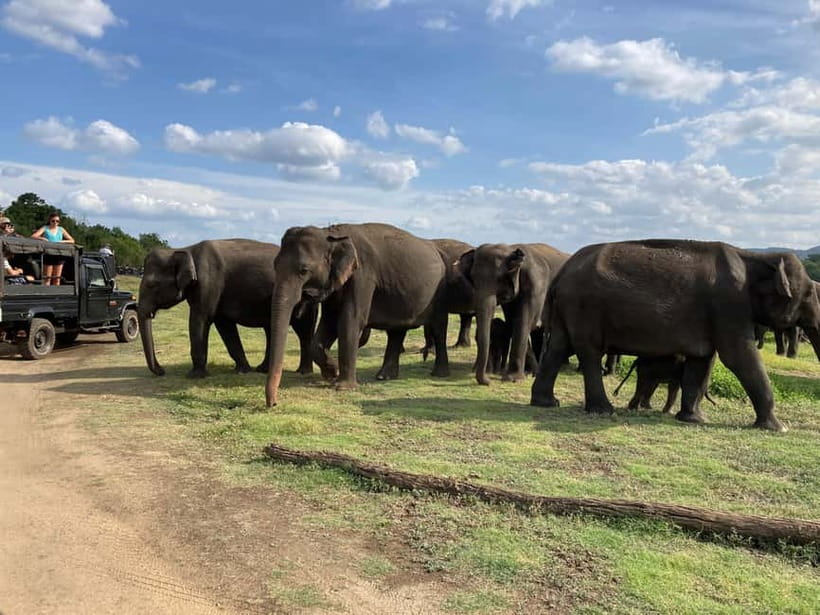 From Sigiriya: Minneriya National Park Private Jeep Safari - Who will enjoy this safari most