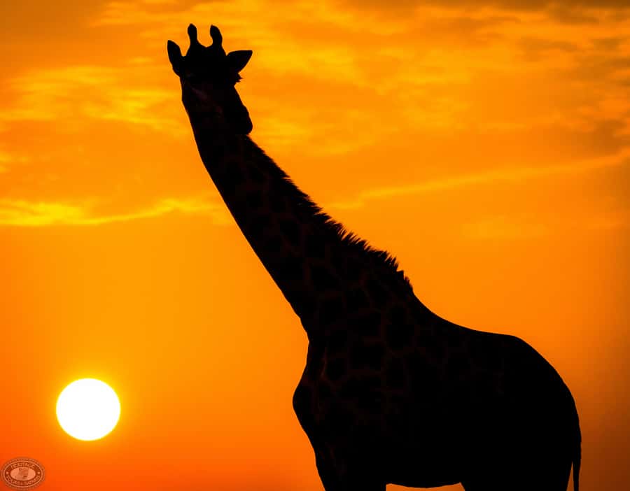 From St Lucia: iSimangaliso Sunset Safari - Key points to know before you go