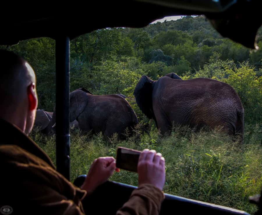 From St Lucia: iSimangaliso Wetland Park Night Drive Safari - The 7:00 or 8:00 PM Pickup From St Lucia