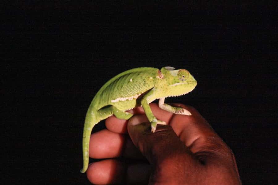 From St Lucia: iSimangaliso Wetland Park Night Drive Safari - Looking for Bush Babies and Aardvarks