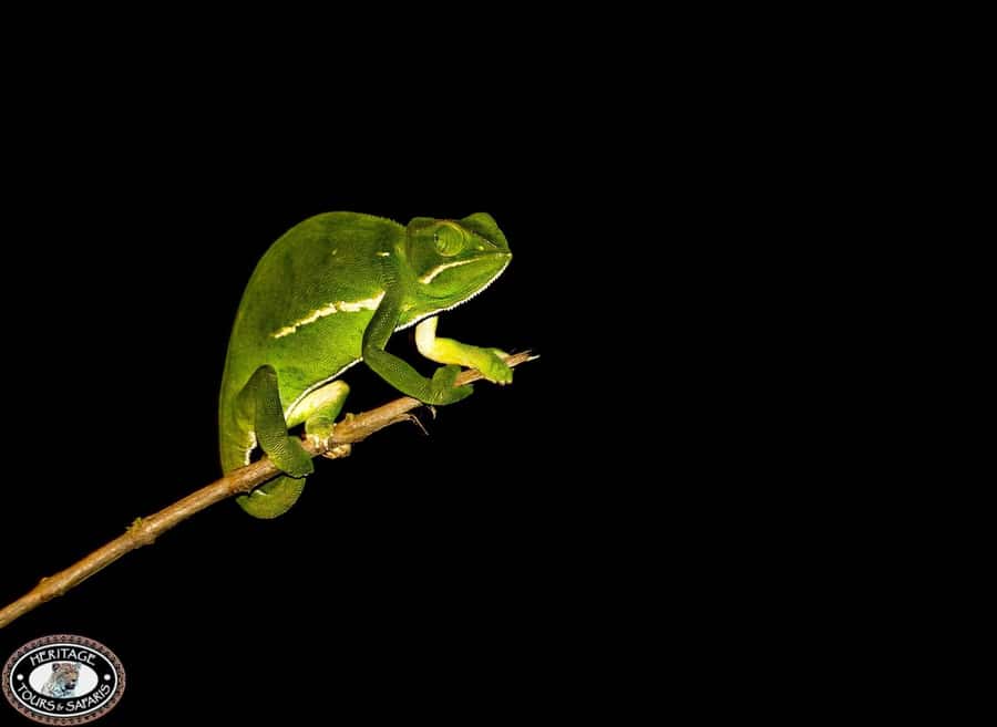 From St Lucia: iSimangaliso Wetland Park Night Drive Safari - What the Weather Can Change