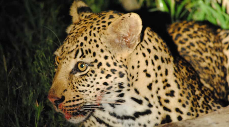 From St Lucia: iSimangaliso Wetland Park Night Drive Safari - Is $46 Good Value for Three Hours?