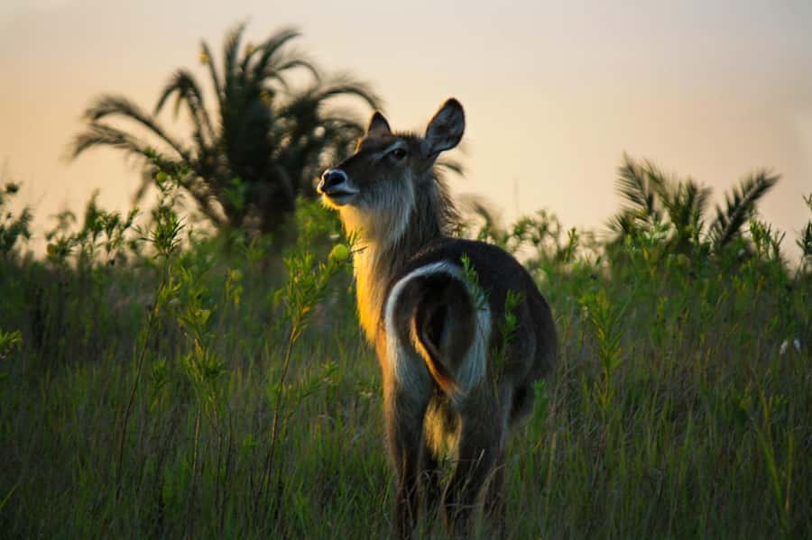 From St Lucia: iSimangaliso Wetland Park Night Drive Safari - Final Call: Book It for the Nighttime Change