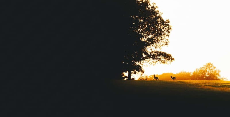 From Stockholm: Moose & Wildlife Safari with Campfire Dinner - FAQ