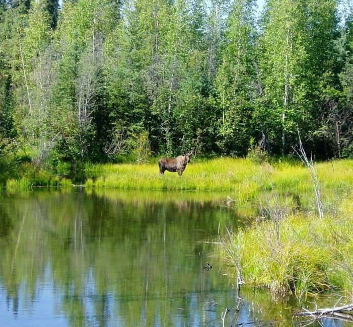 From Stockholm: Moose & Wildlife Safari with Campfire Dinner - Learning to read tracks, calls, and animal signs