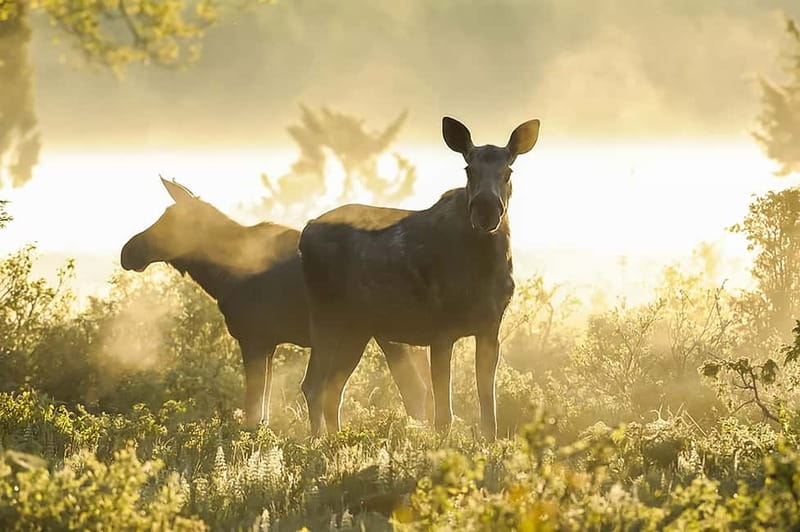 From Stockholm: Moose & Wildlife Safari with Campfire Dinner - Should you book it?