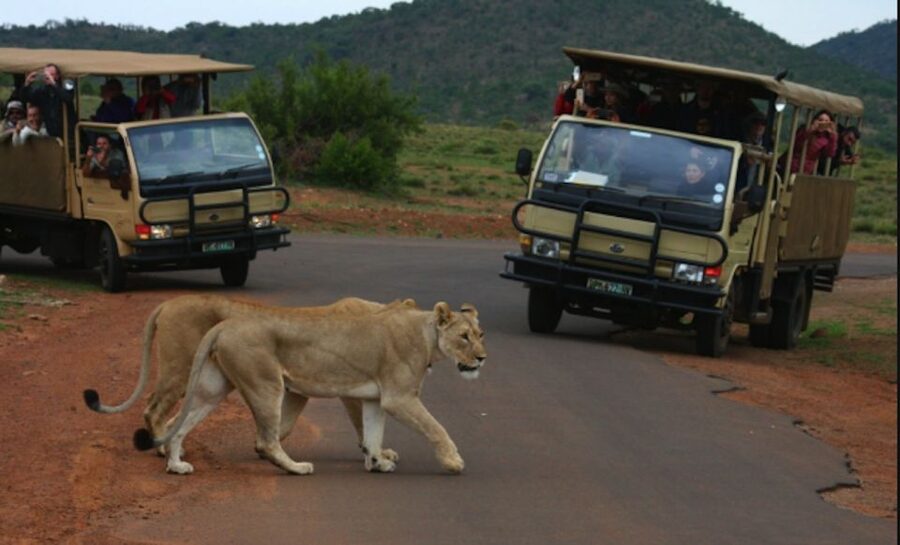 From Sun City: Pilanesberg National Park 3-Hour Game Drive - Why Pilanesberg makes a good short safari