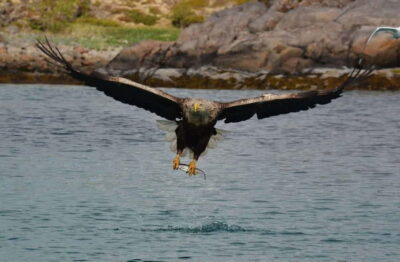 From Svolvær: Lofoten RIB Sea Eagle Safari Trollfjord Cruise