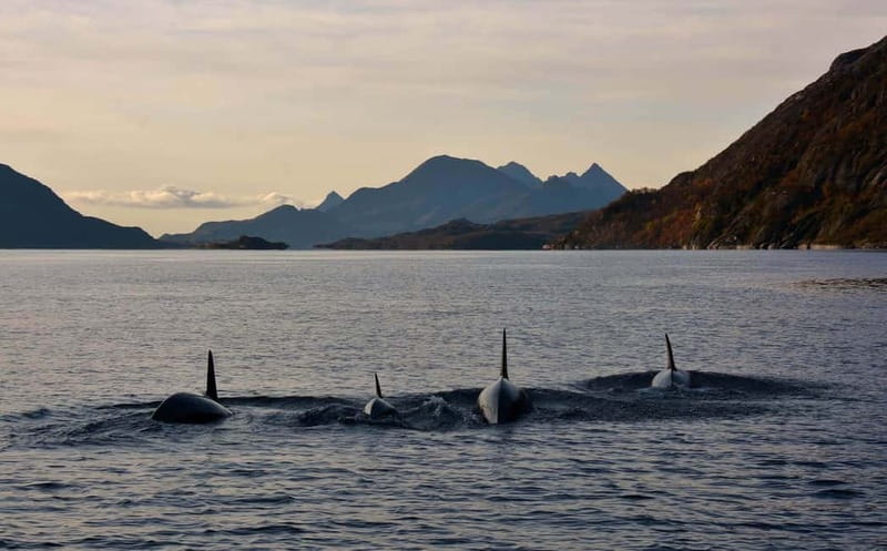 From Svolvær: Lofoten RIB Sea Eagle Safari Trollfjord Cruise - Who should book this Svolvær trip?